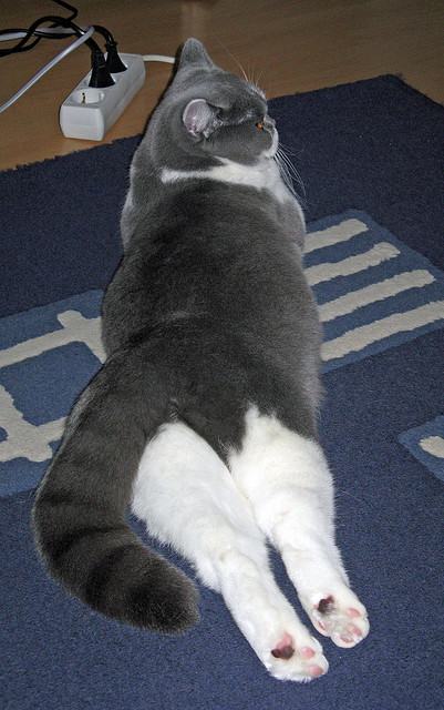 爱游戏官网app-女子200混澳洲双将晋级前四，澳大利亚女子