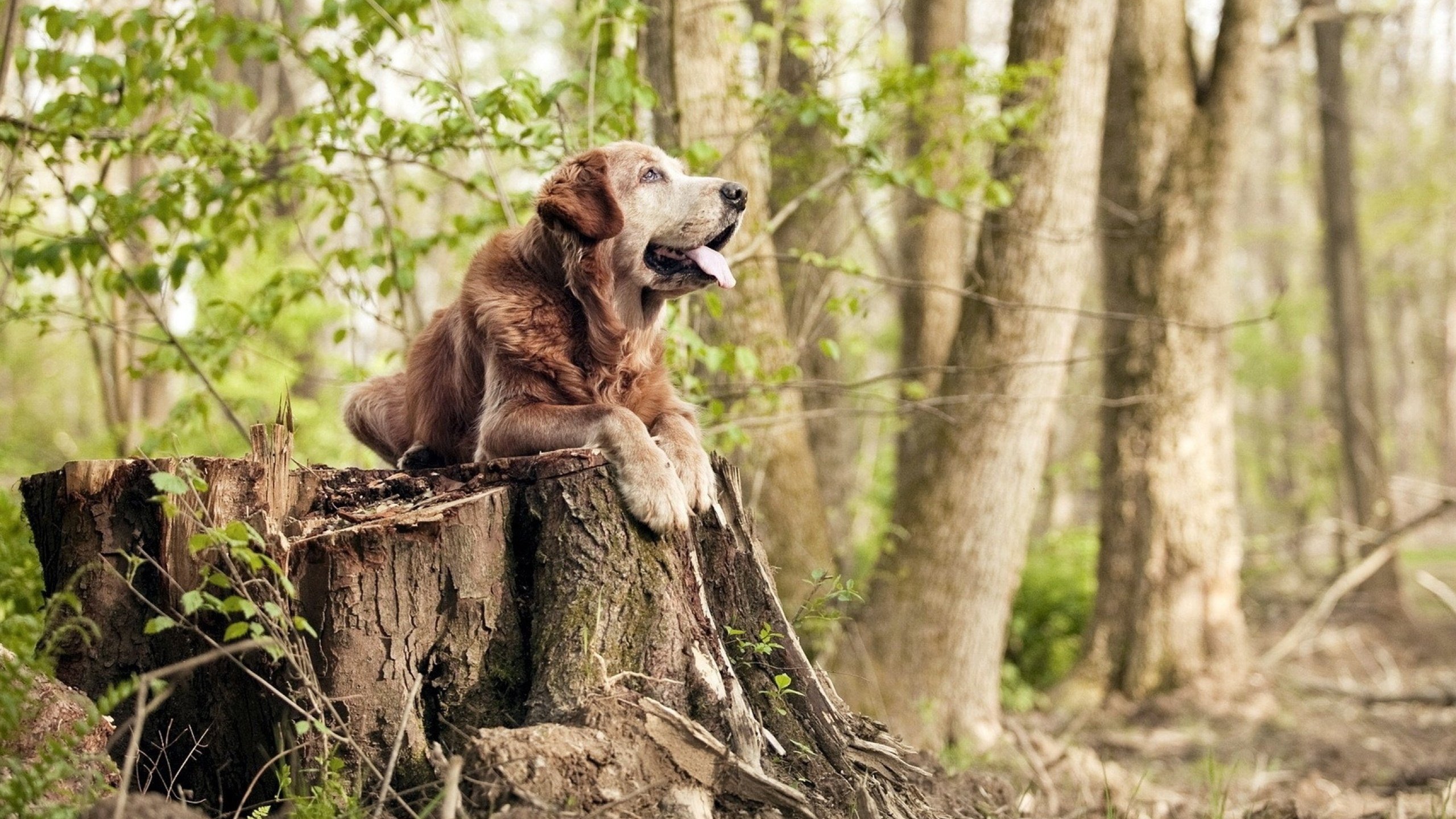 爱游戏体育app-山西龙狮追求整体效率强调一体化打法，龙狮协会