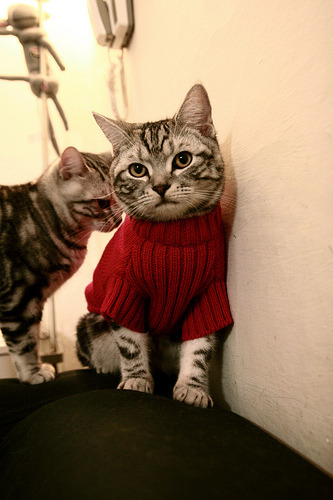 爱游戏体育下载-校园足球联赛媒体传播能力显著增强，校园足球联赛的意义