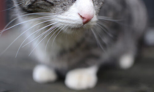 爱游戏体育在线-CBA推动联赛文化建设提升篮球运动社会影响力，篮球协会推行cuba