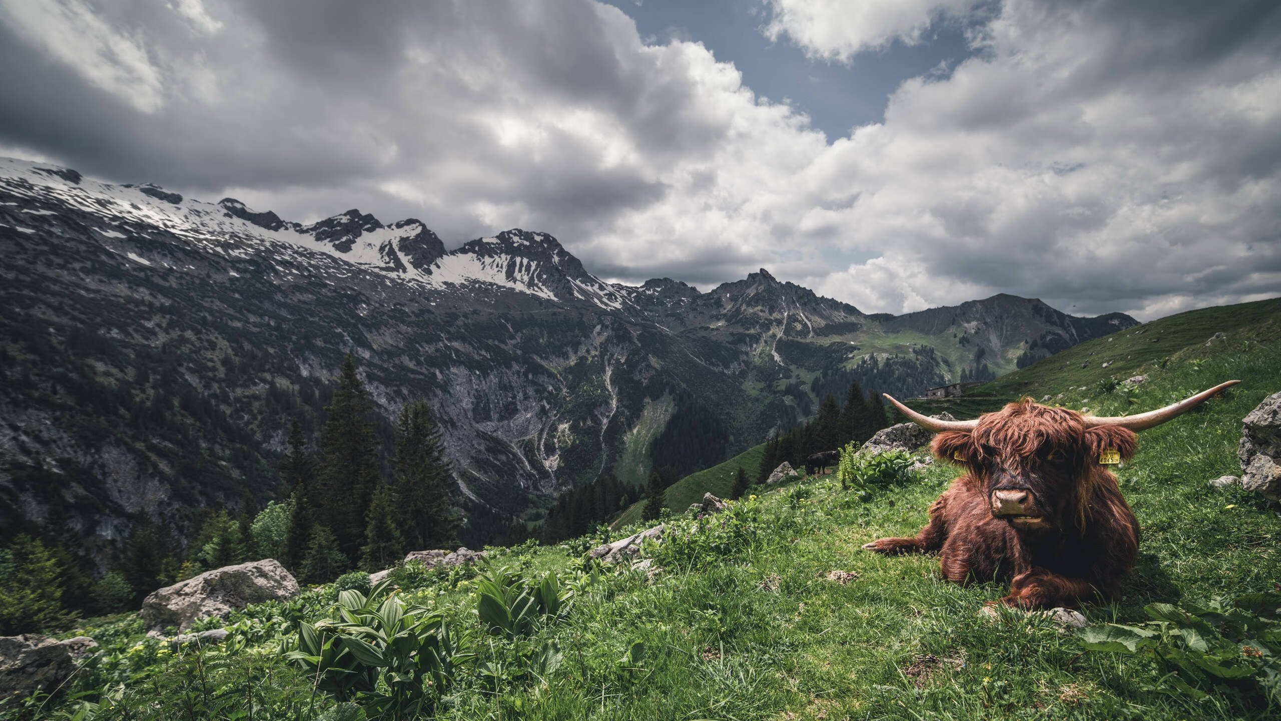 爱游戏app活动-女子橄榄球助推全民参与氛围，女子橄榄球lfl