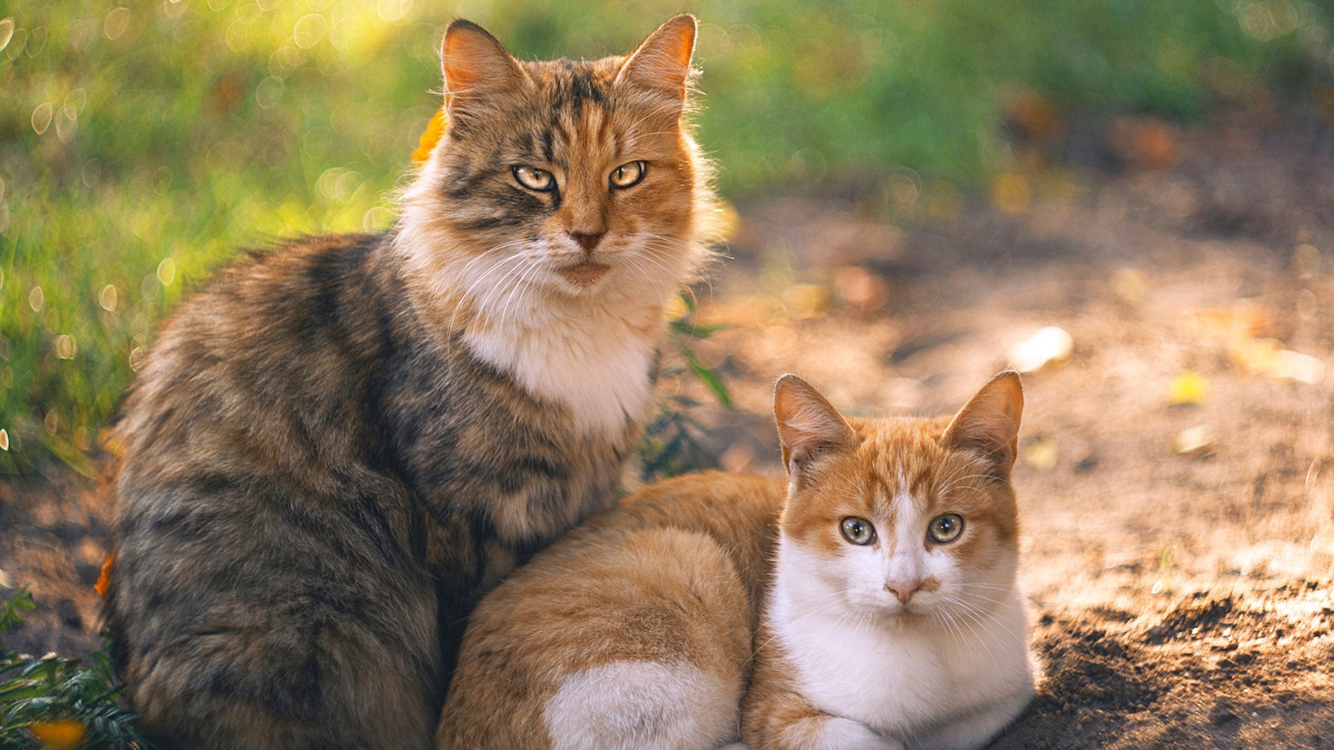 爱游戏体育-德甲联赛的场馆现代化升级，德甲球场标准