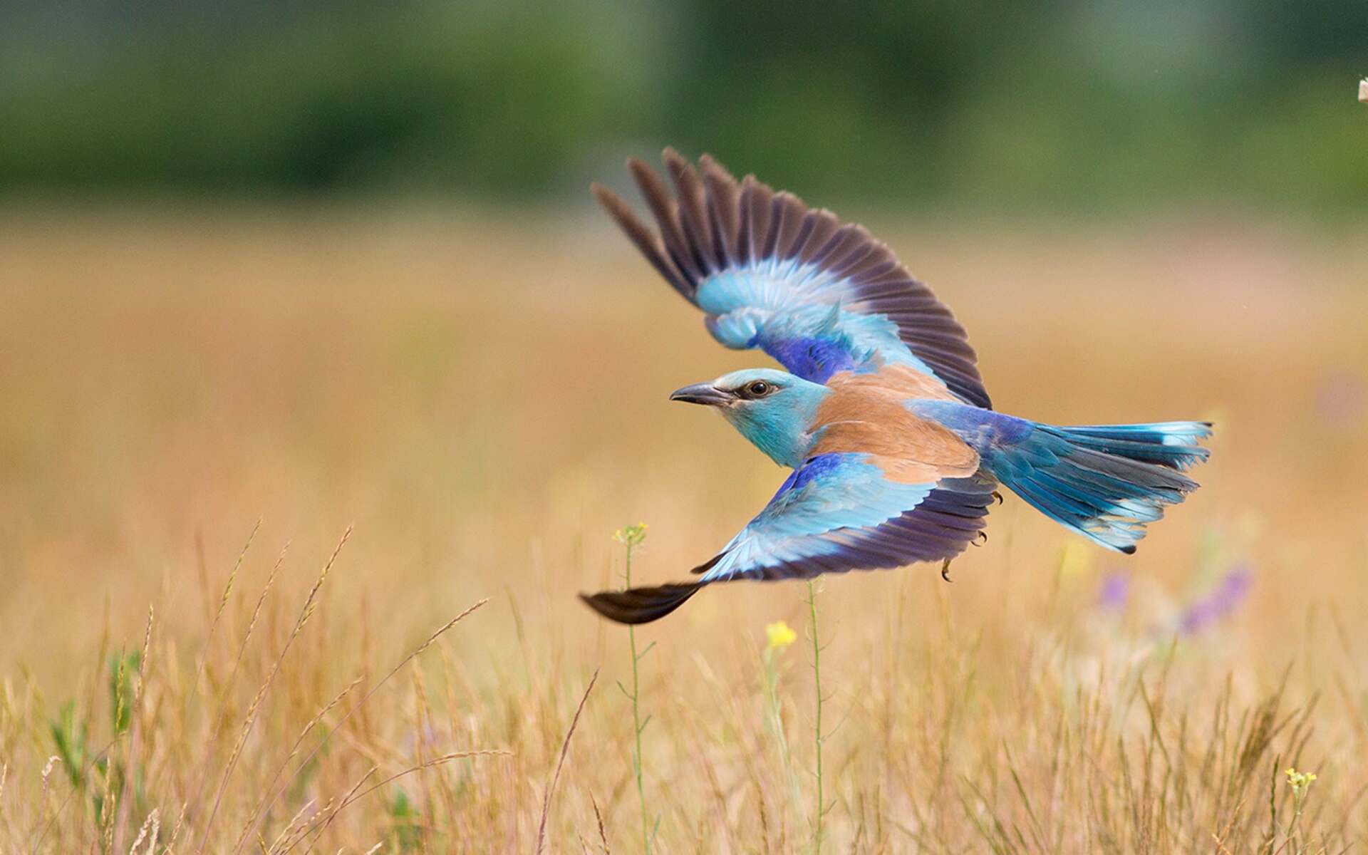 爱游戏体育入口-新闻中心公告体育法律服务联盟年度会议时间安排，体育法研究会